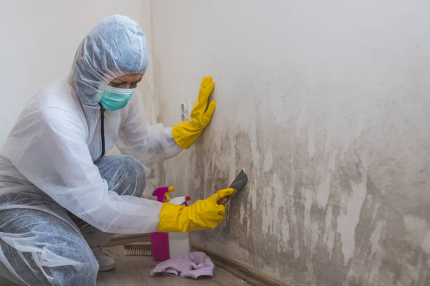 Best Post-Flood Mold Remediation in Ninnekah, OK