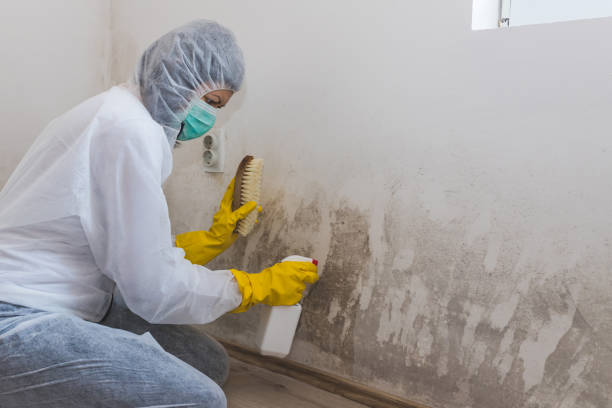 Best Mold Remediation for Specific Building Types in Ninnekah, OK