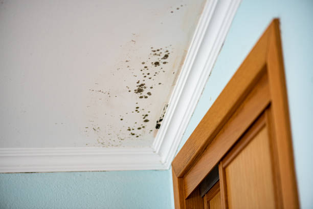Best Emergency Mold Remediation in Ninnekah, OK