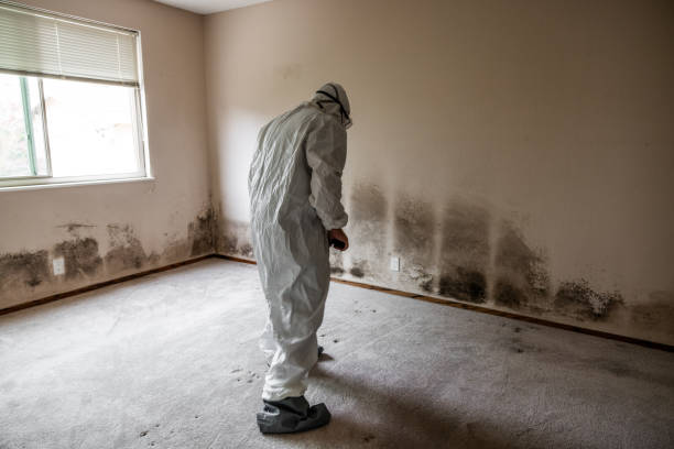 Best Preventive Mold Services in Ninnekah, OK