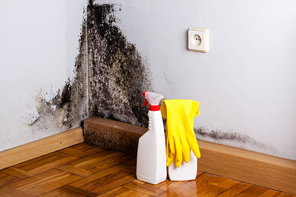 Best Basement Mold Remediation in Ninnekah, OK