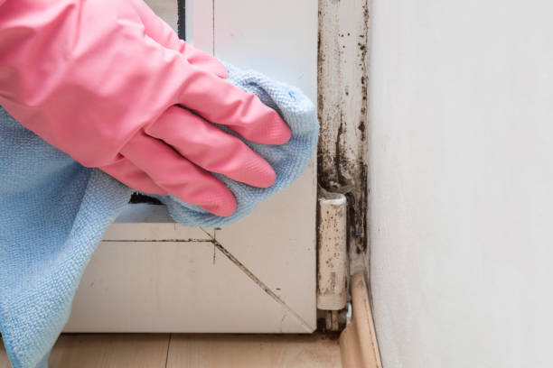 Best Residential Mold Remediation in Ninnekah, OK